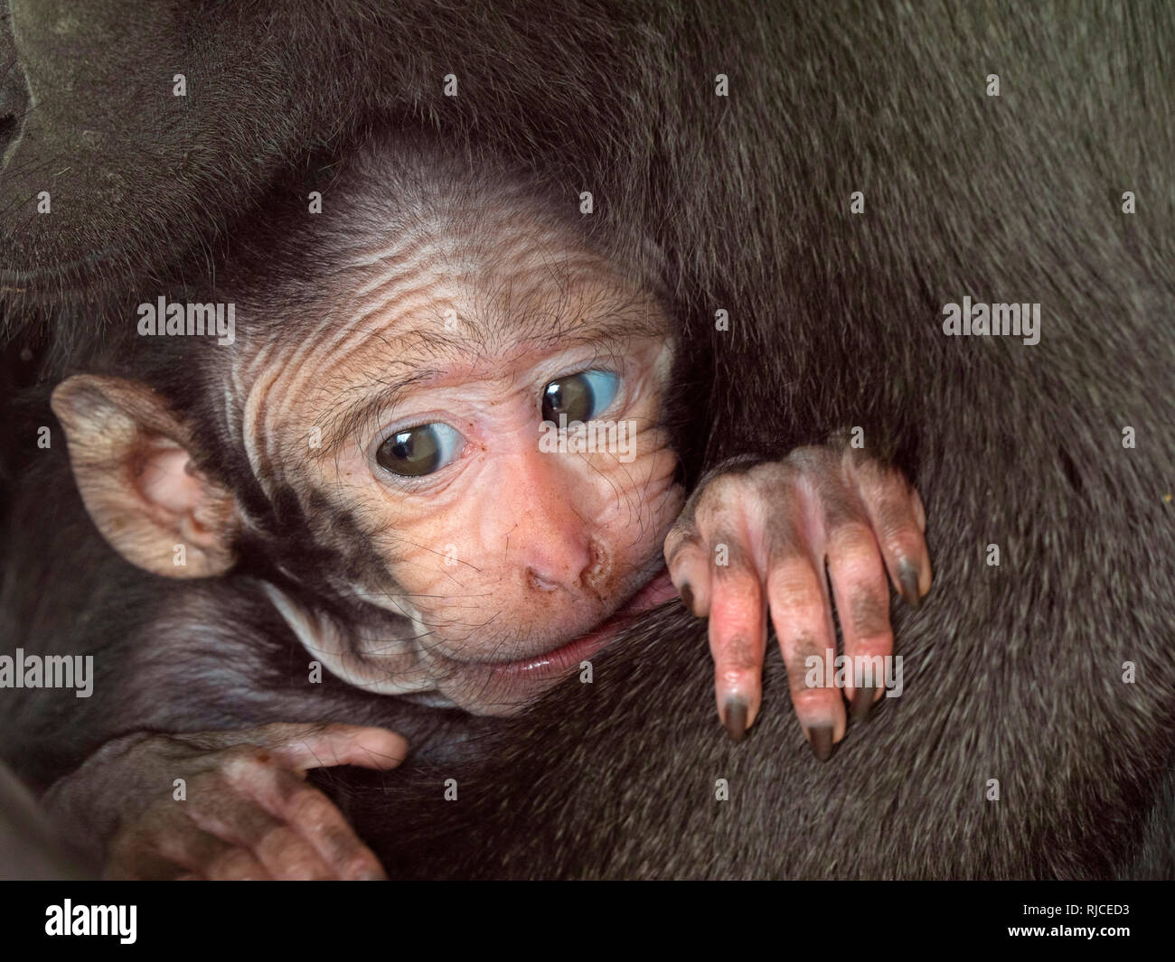 Celebes crested macaque Macaca nigra auch als Crested schwarzen Makaken mit Monat alten Jungen bekannt. Stockfoto