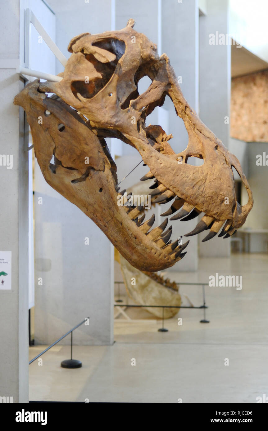 Ausstellung der Tyrannosaurus Rex Schädel auf Anzeige an der Gorges du Verdon Museum der Urgeschichte Quinson Provence Frankreich Stockfoto