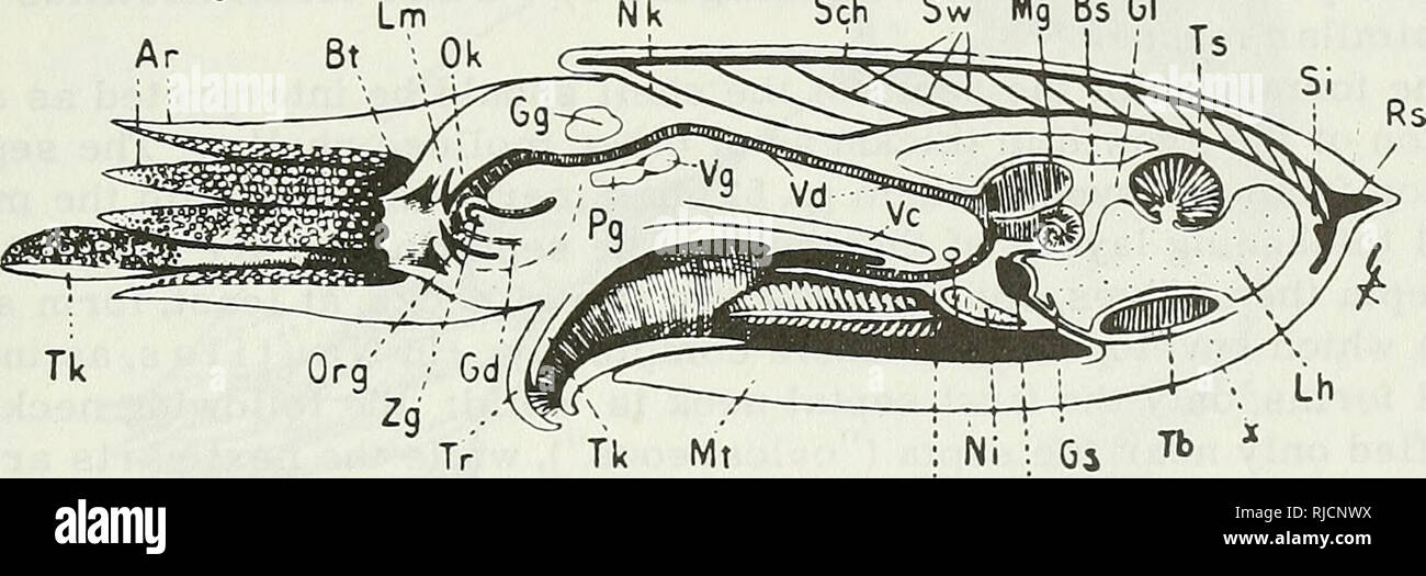 Cephalopoda Cephalopoda Os Km Nd Ni Sch Sw Mg Bs Gl A Ich Ts Ich Si Org Gd Tr Tk Mt Ni Gi Tb Ed Hz Abbildung 9 Schematische Medianschnitt Durch N Autilus A Cephalopoda Cephalopoda Os Km Nd Ni Sch Sw Mg Bs Gl A Ich Ts Ich Si Org Gd Tr Tk Mt Ni Gi Tb Ed Hz Abbildung 9 Schematische Medianschnitt Durch N Autilus A
