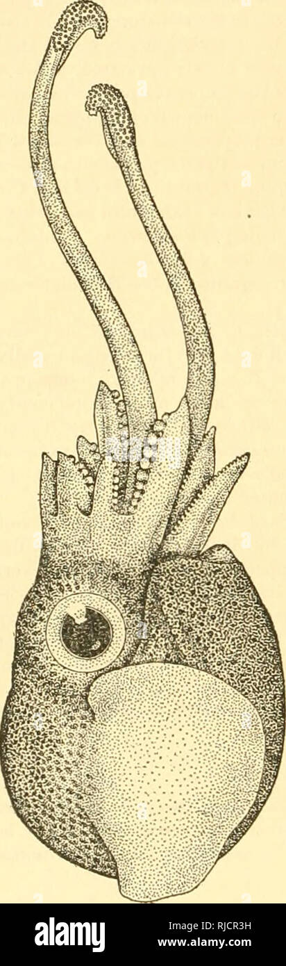 . Der cephalopoda der Hawaiianischen Inseln. Cephalopoda; Muscheln. 3 i 6 BULLETIN DES PRÄSIDIUMS DER FISCHEREI. Untergattung Iridoteuthis Naef 1912. Iridotheuthis Naef 1912. S. 247. Körper extrem kurz und abgerundet; quer komprimiert. Nuchal commissure sehr breit, bis zu der Stelle] gegenüber den vorderen Rand der Flossen. Flossen außerordentlich groß, Ihre basale befestigen- relativ schmal. Mantel produziert weit vorn ventral, um fast den Kopf verbergen und Trichter. Kopf sehr groß, die Augen viel geschwollen und Hervortretend. Arme sehr ungleichen; dorsale und zweite Paare kurz; drittes Paar con-Seite Stockfoto