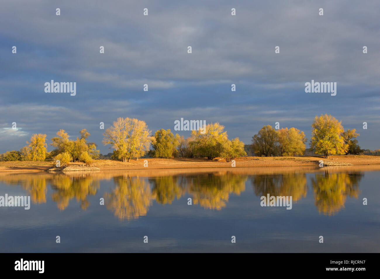 Bäume im Herbst Farben entlang der Elbe Biosphärenreservat Niedersächsische Elbtalaue/Niedersächsischen Elbtal, Niedersachsen, Deutschland Stockfoto