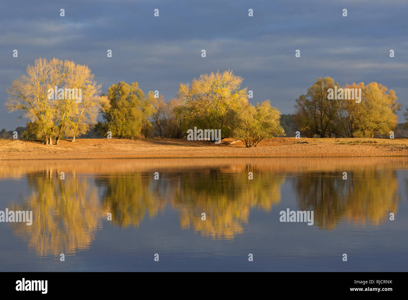 Bäume im Herbst Farben entlang der Elbe Biosphärenreservat Niedersächsische Elbtalaue/Niedersächsischen Elbtal, Niedersachsen, Deutschland Stockfoto