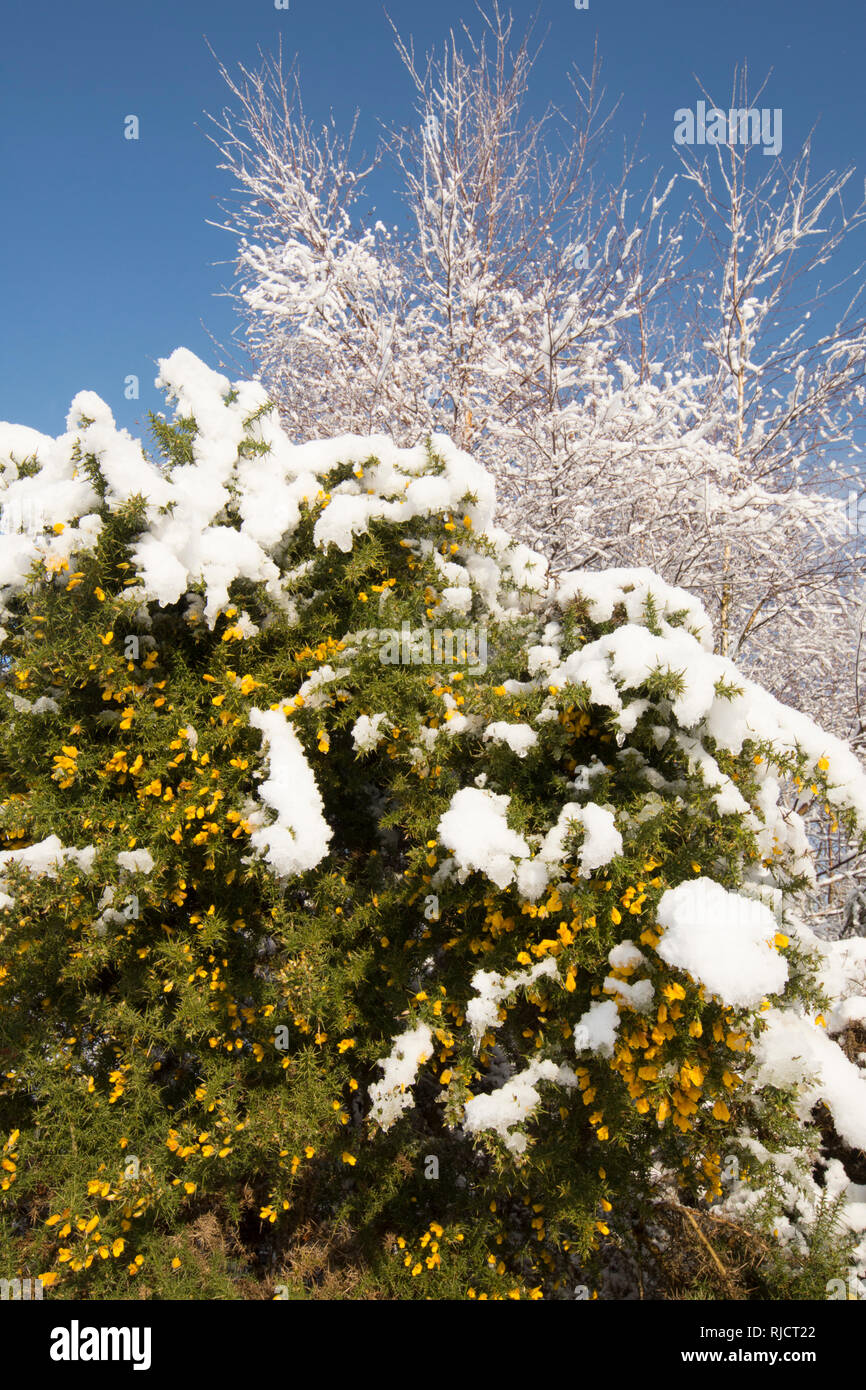 Ludshott Gemeinsame, Schnee auf gemeinsame Gorse, Ulex europaeus Blumen, blauer Himmel, Januar, Surrey, Großbritannien. Stockfoto