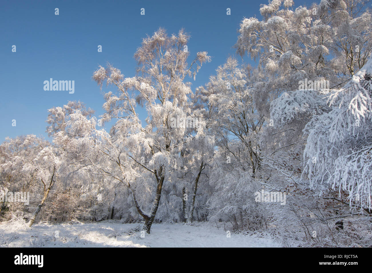 Ludshott Gemeinsame, schwere Schneedecke von Bäumen, blauer Himmel, Januar, Surrey, Großbritannien. Stockfoto