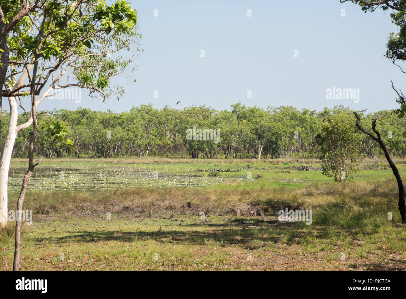 Vogel- und Pflanzenwelt in natürlichen Sumpfgebietlebensraum mit blühenden Seerosen im Northern Territory von Australien Stockfoto