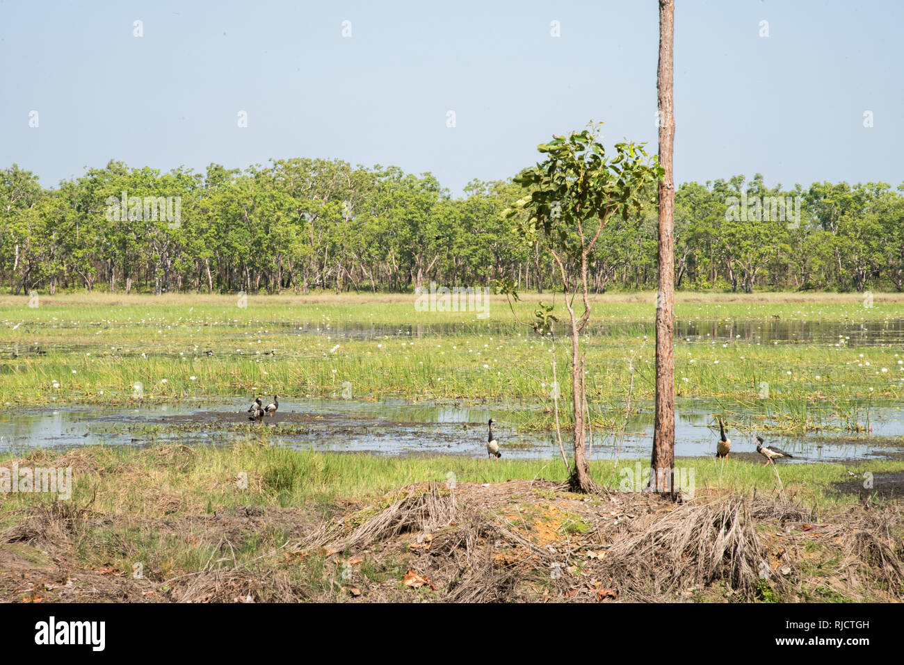 Spaltfußgänse in natürlichen Sumpfgebietlebensraum mit blühenden Seerosen im Northern Territory von Australien Stockfoto