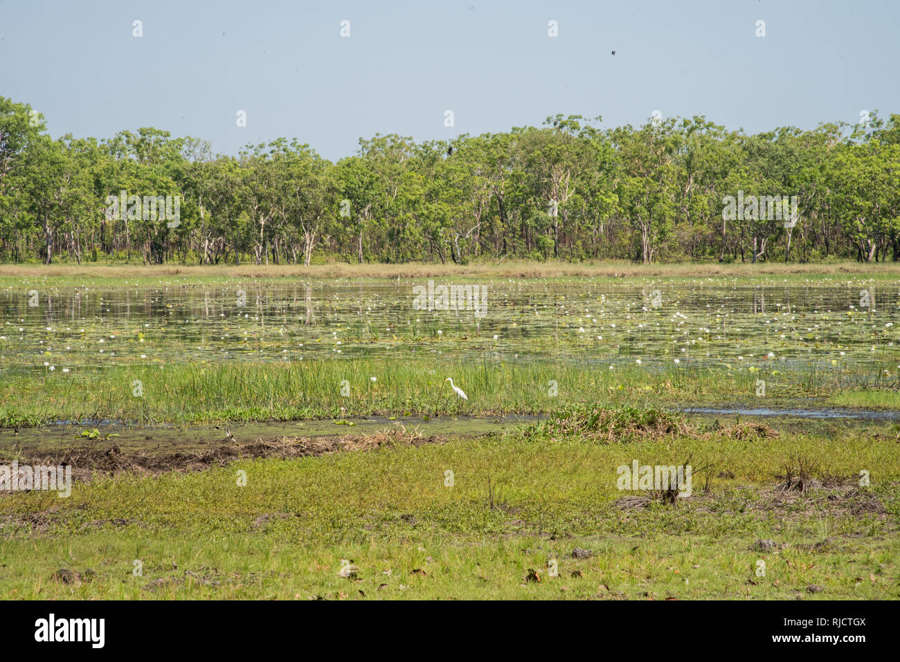 Silberreiher in natürlichen Sumpfgebietlebensraum mit blühenden Seerosen im Northern Territory von Australien Stockfoto
