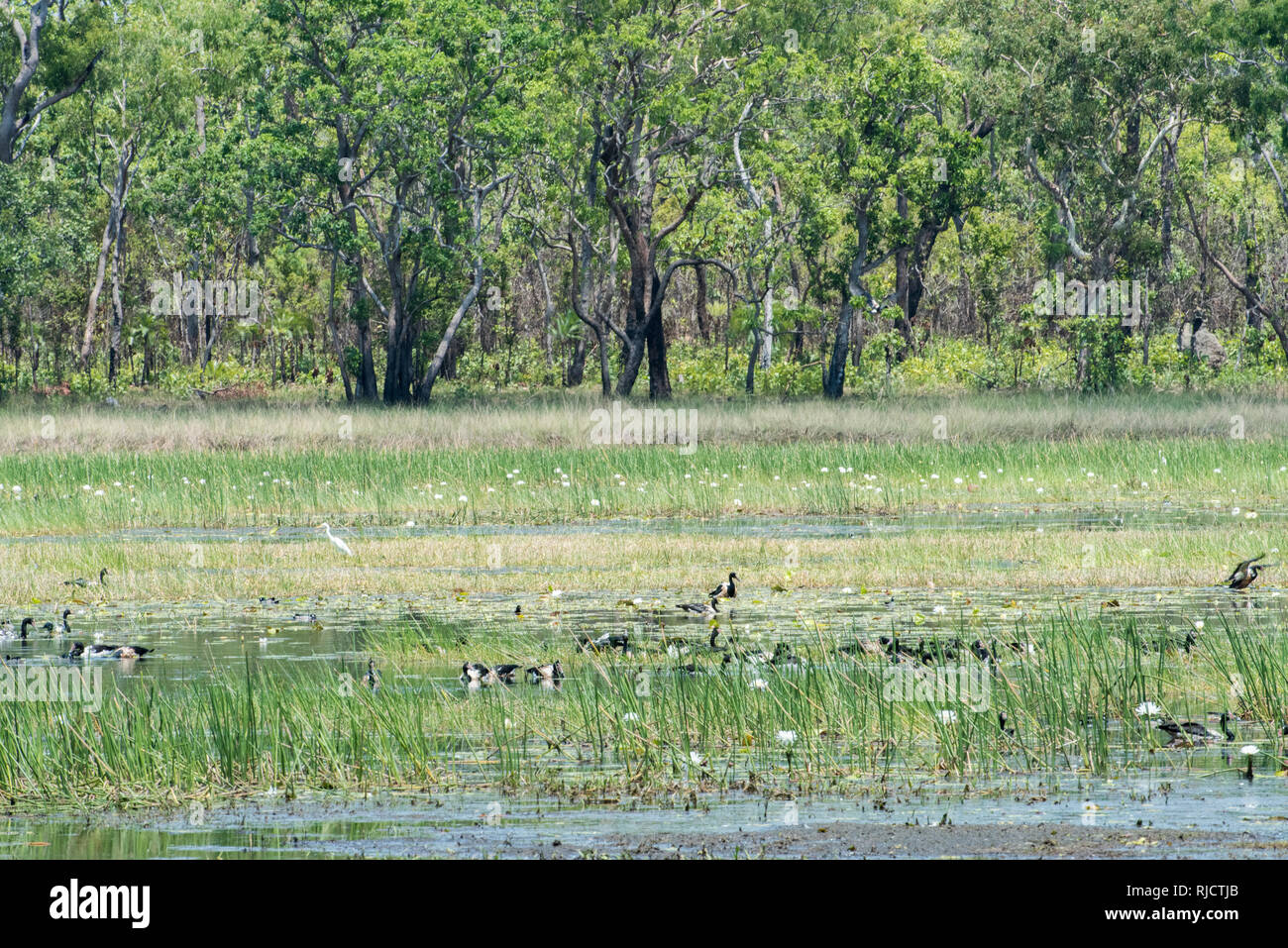 Gruppe der Spaltfußgänse und Silberreiher in natürlichen Sumpfgebietlebensraum mit blühenden Seerosen im Northern Territory von Australien Stockfoto