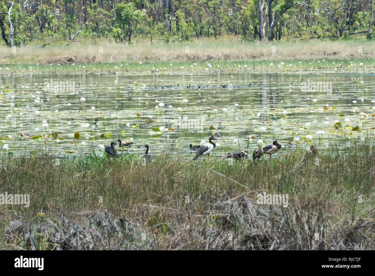 Gruppe der Spaltfußgänse in natürlichen Sumpfgebietlebensraum mit blühenden Seerosen im Northern Territory von Australien Stockfoto