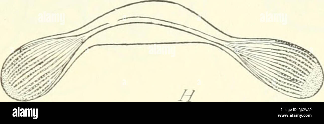 . Die Zelle in der Entwicklung und Vererbung. Zellen. Abb. 38. - Mitotischen Teilung in Infusoria. [R. Hertvvig.] A-C. Der macronucleus Spirochona, Anzeigen Pol-Platten. D-H. Aufeinanderfolgenden Stufen in der Abteilung der Micronucleus von/' (Z/-rt7" £ Ich "Ich" / "w. D. in der frühesten Phase, Anzeigen Retikulum. G. in der fol-genden Stufe ("Sichel-form") mit Nukleolus. E. in der Chromosomen und Pol-Platten. F. in der Späten ana-Phase. H. in der abschließenden Phase. Die kernmembran können mehr oder weniger vollständig bestehen bleibt in jeder Phase{^ Noctilnca, EnglypJia, Actinosp/icenjun). 2. Astern können vorhanden sein (Hehozoa, gregarines) oder wollen (In- Stockfoto