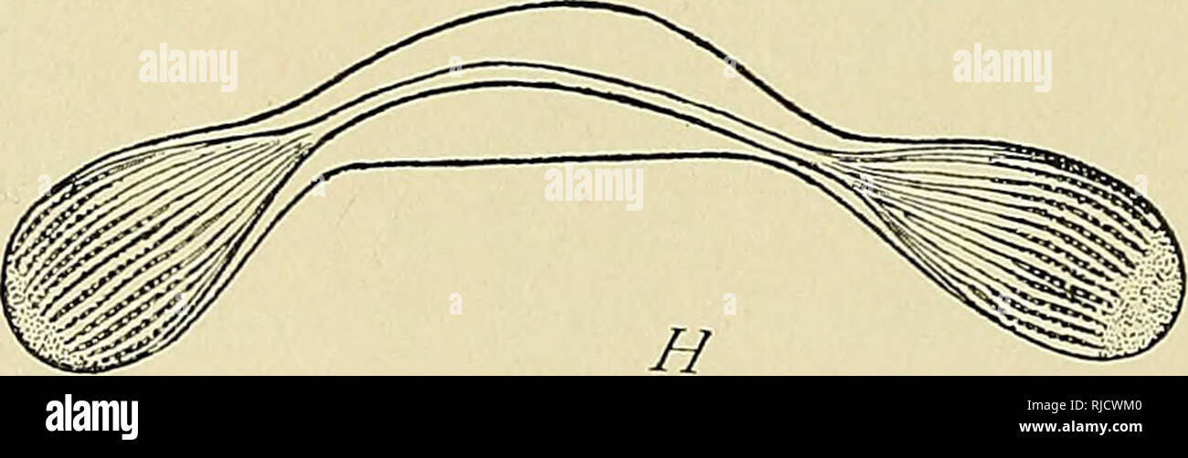 . Die Zelle in der Entwicklung und Vererbung. Zellen, Zellen. Abb. 27. - Mitotischen Teilung in Infusoria. [R. Hertwig.] A-C. Der macronucleus Spirochona, Anzeigen Pol-Platten. D-H. Aufeinanderfolgenden Stufen in der Abteilung der Micronucleus von/ "izra/; 2 a; i: z" OT. D. in der frühesten Phase, Anzeigen Retikulum. G. in der fol-genden Stufe ("Sichel-form") mit Nukleolus. E. in der Chromosomen und Pol-Platten. F. in der Späten ana-Phase. H. in der abschließenden Phase. seine historische Herkunft. Aber obwohl Spuren der mitotischen Teilung wurden in den infusoria gesehen durch Balbiani (58-61), Stein (59), und andere, lange bevor dies in den höheren bekannt für Stockfoto