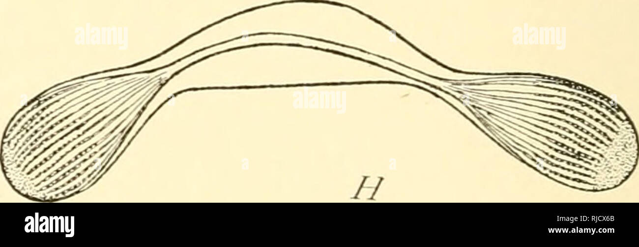 . Die Zelle in der Entwicklung und Vererbung. Zellen. Abb. 27. - Mitotischen Teilung in Infusoria. [R. Hertwig.] A-C. Der macronucleus Spirochona, Anzeigen Pol-Platten. D-H. Aufeinanderfolgenden Stufen in der Abteilung der micronucleus o{Paramceciuin. D. in der frühesten Phase, Anzeigen Retikulum. G. in der fol-genden Stufe ("Sichel-form") mit Nukleolus. E. in der Chromosomen und Pol-Platten. F. in der Späten ana-Phase. H. in der abschließenden Phase. seine historische Herkunft. Aber obwohl Spuren von niitotic Division wurden in den infusoria gesehen durch Balbiani (58-61), Stein (59), und andere, lange bevor er in die höheren Formen bekannt war, ist es st Stockfoto