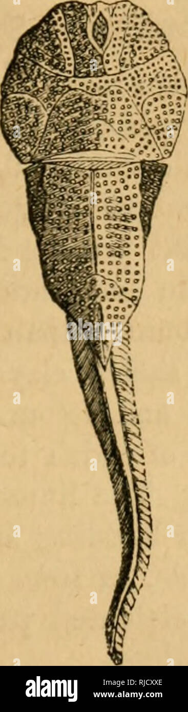 . Die Kammer wissenschaftliche Leser: mit Holzstichen illustriert. Leser. . Bitte beachten Sie, dass diese Bilder sind von der gescannten Seite Bilder, die digital für die Lesbarkeit verbessert haben mögen - Färbung und Aussehen dieser Abbildungen können nicht perfekt dem Original ähneln. extrahiert. London: W. & Amp; R. Kammern Stockfoto