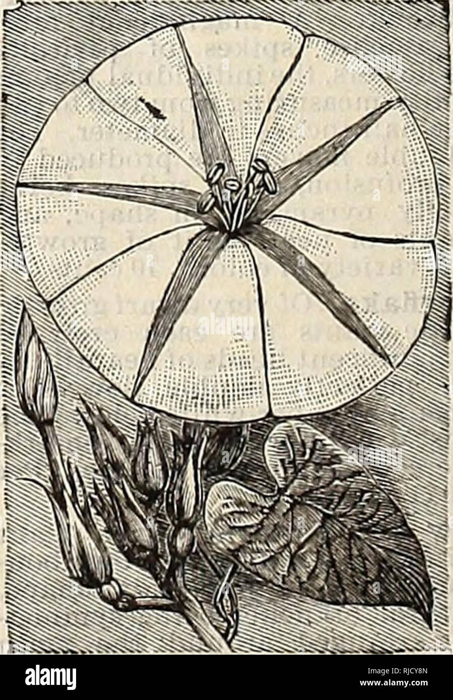 . Die Charles A. Reeser Innisfallen Gewächshäuser. Baumschulen (Gartenbau) Ohio Urbana Kataloge; Pflanzen, Zierpflanzen Kataloge; Blumen Samen Samen Kataloge Kataloge; Gemüse; Rosen Kataloge. CONVOLVULUS gestreift. CENTROSEMA GRANDIFLORA Zypresse-rebe. Einer der elegantesten Reben, mit zarten, Farn - wie Laub und schöne, sternförmige Blüten. Scharlach. Intensiv reichen Scarlet. 3 Cent. Weiß. Reinste Papier - weiß. 3 eents. Gemischt. Beide Rot und Weiß. 3 icents. Der Schmetterling centrosema Grandiflora (PEA). Eine winterharte Staude Rebe, von großer Schönheit, die Anfang Juni blüht, vom Samen, der in einer Stockfoto