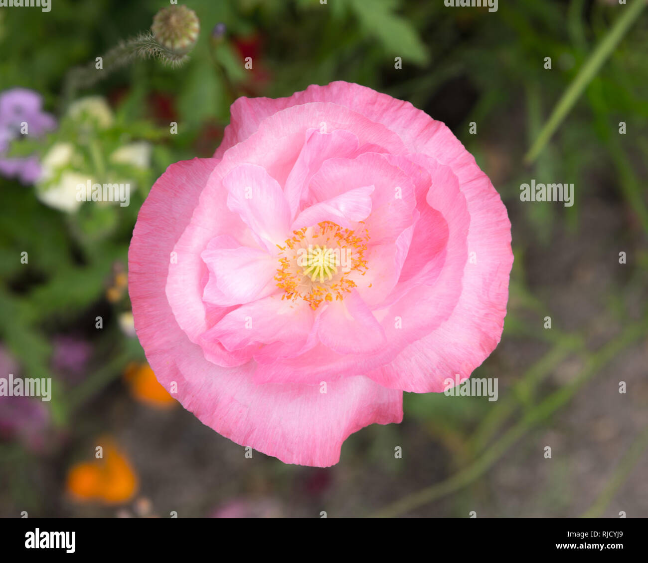 Eine zarte papery soft pink Poppy Flower. Nach unten geschossen, Stadtzentrum, umrahmt von Mohn center mit Staubgefäßen und Saatgut Pod angezeigt. Makro. Stockfoto
