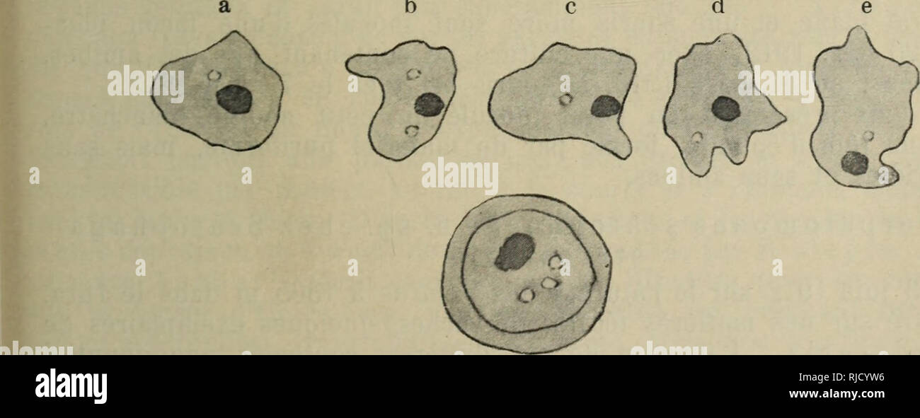 . Centralblatt fu?r Bakteriologie, Parasitenkunde und Infektionskrankheiten. Bakteriologie, Parasitologie ; Übertragbare Krankheiten. Galli-Valerio, Notizen de parasitologie etc. 497 II. Sur une coccidie de Leucodon araneus. Dans l'intestin d'un L. araneus pris ä Plamont s/Orbe Waadt (CT) Le 1. Janv. 1912, j'ai Trouve "Un grand Nombre de coccidies, de forme Presque spherique, ä Membran d'Briefumschlagsymbol tres nette, ä Double Contour de la Dimension de 15 - 18/Ti. La plus grande Partie de ces coccidies, presentait le Protoplasma contracte en une Masse Globuleuse mehr oder weniger Centrale de 9-10/u. Dans Stockfoto