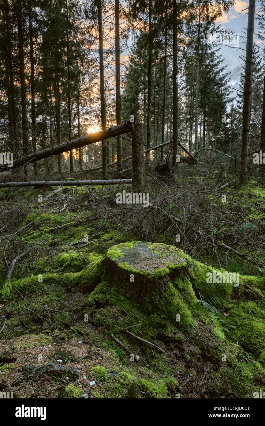 Freiliegende Nadelbäumen durch Wind gefällt nach selektive Abholzung der Wälder. Stockfoto