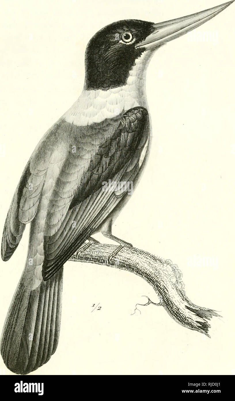 . Centurie zoologique, ou, Choix d'Animaux rares, Nouveaux ou imparfaitement connus: enrichi de planches inÃ©dites, dessinÃ©es d'Après-ski Natur par M. PrÃªtre, gravÃ © es et coloriÃ©es avec Le plus Grand soin. Zoologie; Natural History. //.. MARTIN PECHEUR Brama. ALCEDO Brama, /..".< â â â¢ â â/Inde. J. Bitte beachten Sie, dass diese Bilder sind von der gescannten Seite Bilder, die digital für die Lesbarkeit verbessert haben mögen - Färbung und Aussehen dieser Abbildungen können nicht perfekt dem Original ähneln. extrahiert. Lektion, R. S. (René © PrimevÃ¨re), 1794-1849; PrÃªtre, J. G. (Jean Akv Stockfoto