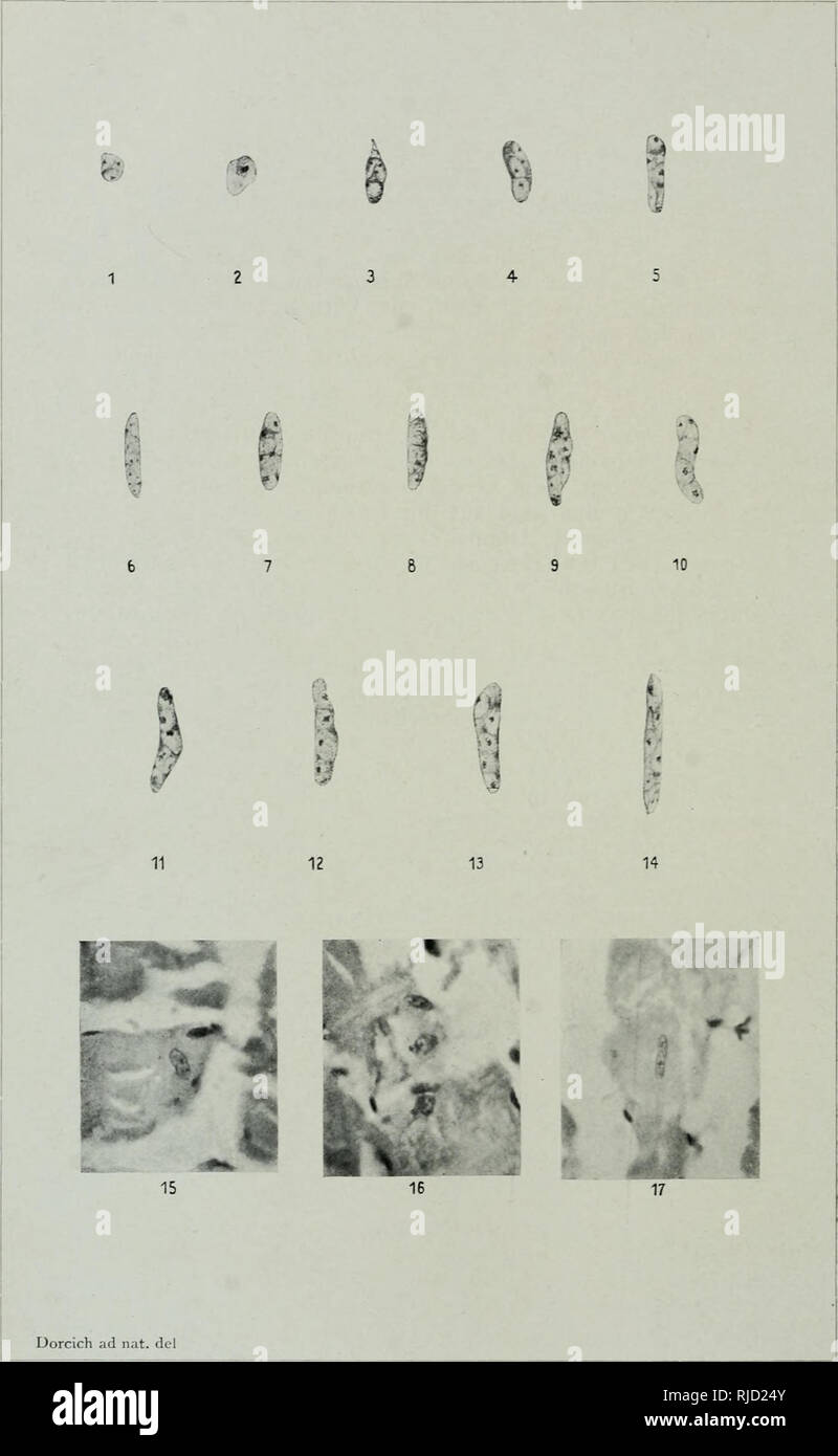 . Centralblatt für Bakteriologie, Parasitenkunde und