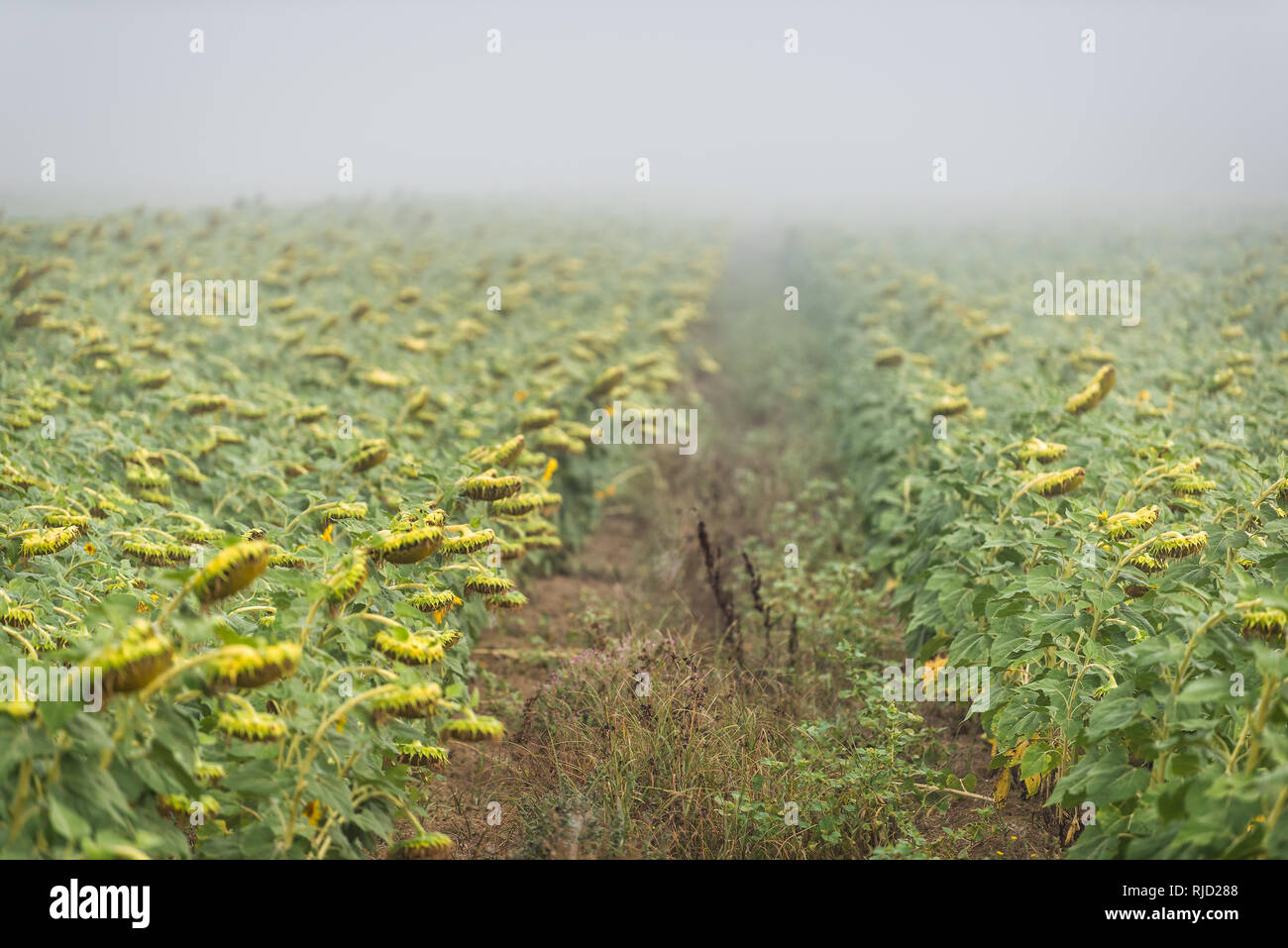 Viele blütenkorbes Blume reif für die Ernte in der Landwirtschaft Bauernhof Feld am Morgen Nebel Nebel Wetter Stockfoto