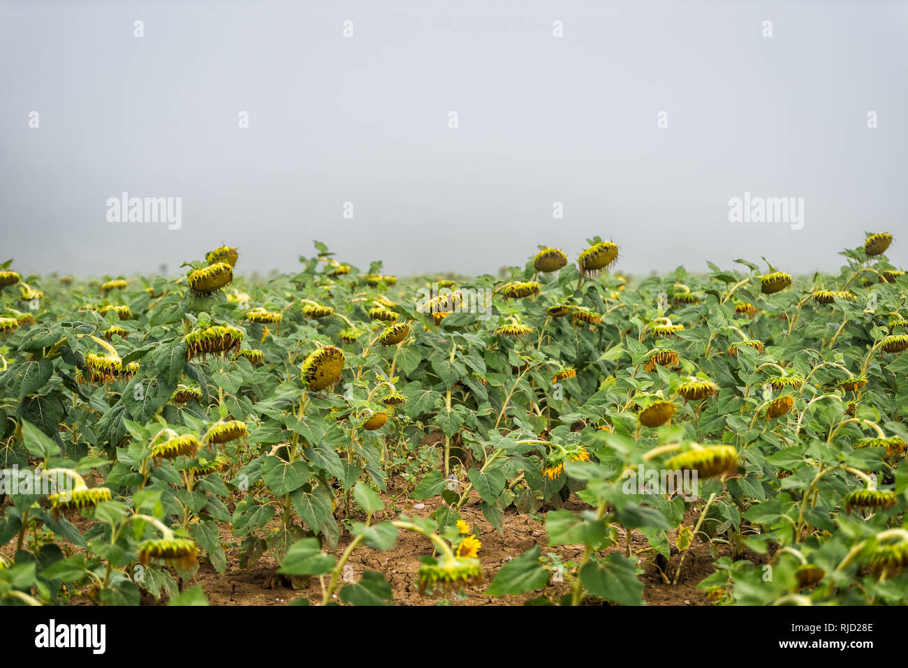 Viele große Blütenkorbes Blume reif für die Ernte in der Landwirtschaft Bauernhof Feld am Morgen Nebel Nebel dunkle Wetter Stockfoto