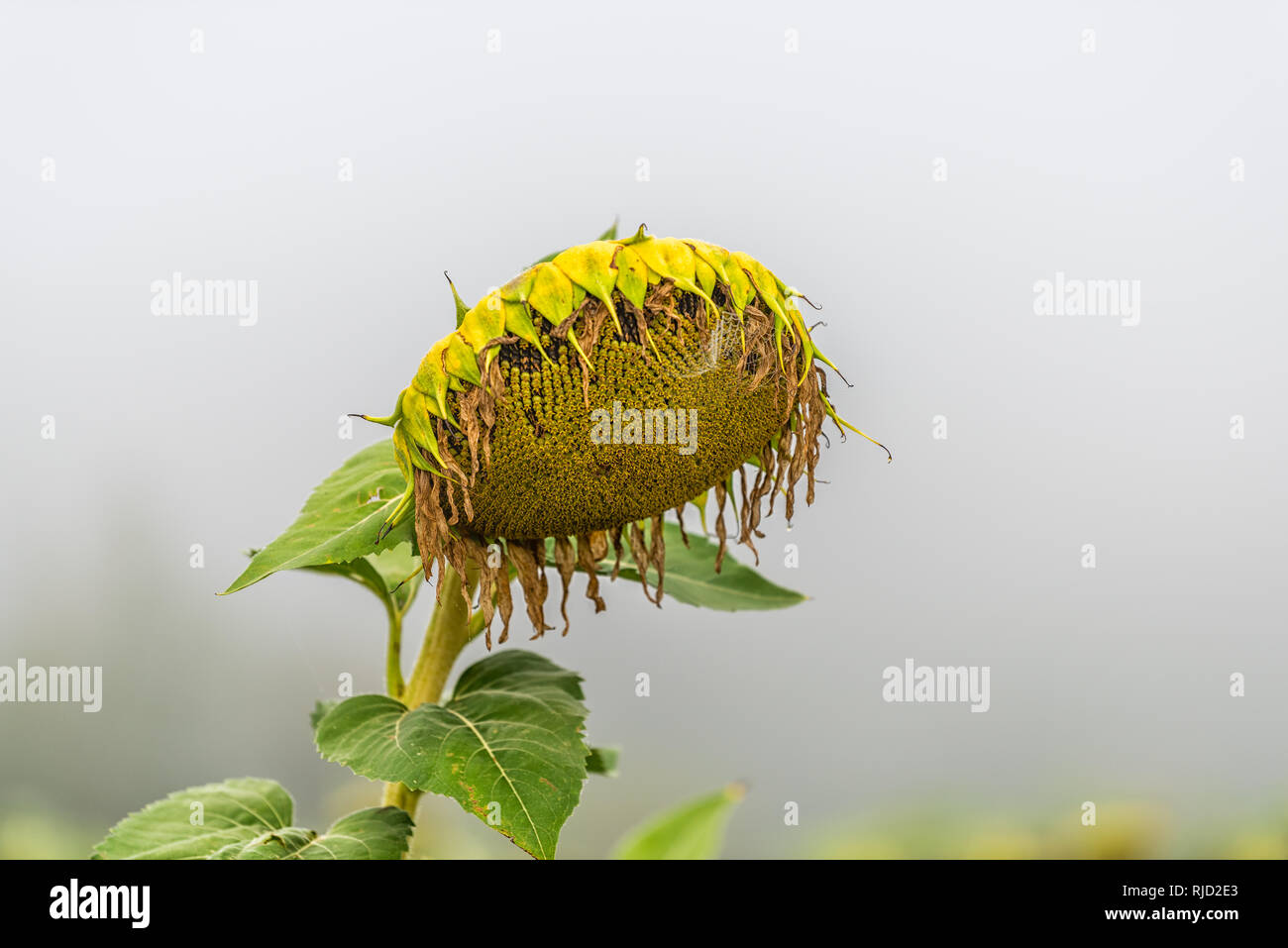 Nahaufnahme eines Blütenkorbes Blume reif für die Ernte in der Landwirtschaft Bauernhof Feld in Nebel Nebel mit bokeh Hintergrund Stockfoto
