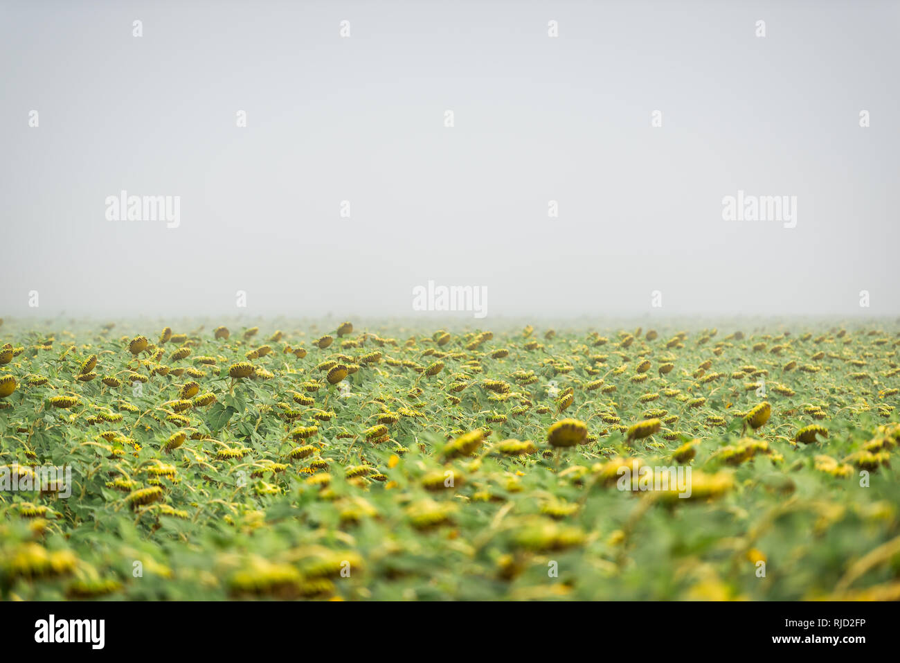 Viele Sonnenblumen Blumen für die Ernte in der Landwirtschaft Bauernhof Feld am Morgen Nebel Nebel Wetter mit Horizont und Bokeh Stockfoto