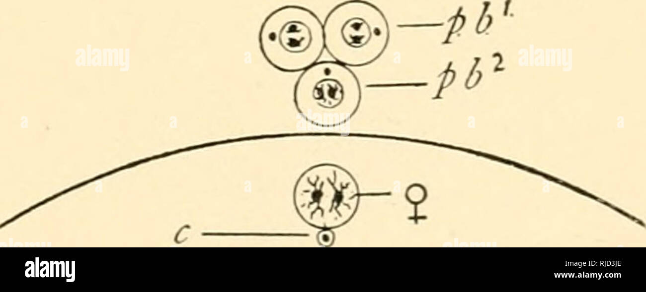 . Die Zelle in der Entwicklung und Vererbung. Zellen. Abb. 88.-Diagramme, die die wesentlichen Tatsachen in der Reifung der Eizelle. Die somatische Anzahl der Chromosomen soll vier sein. .^. Erste Phase; zwei tetrads wurden in der keimscheibe Blasen gebildet. B. Die zwei tetrads aufgestellt worden, die über die Spindel der äquatorialen Platte der ersten Polar mitotischen ngure zu bilden. c. 1 Er mUotic Abbildung hat sich gedreht in Position, so dass die Reste des Germinal Vesikel an der GV D. die Bildung der ersten Polar Body: Jedes Nibble unterteilt sich in zwei dvads. Hi;,!/. Polar Körper gebildet; zwei dyaden in der IT und in Th Stockfoto