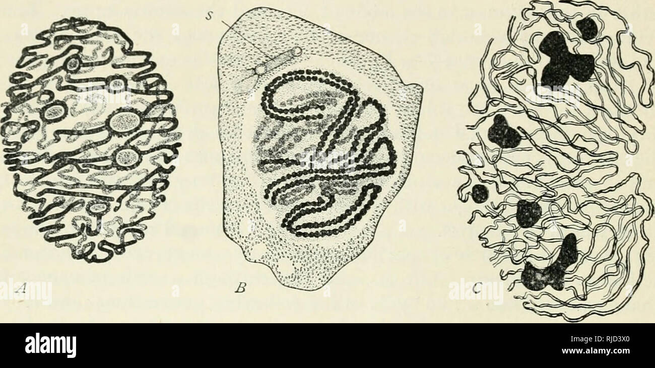 . Die Zelle in der Entwicklung und Vererbung. Zellen. Ich 12 CJi/J.-D/IVS/OA2. Pae 'isioii des cloxoioping ChroDiosoDUS in seine Theorie der hbrillar contractiUty, Van Beneden die Ansicht zum Ausdruck gebracht - allerdings nur, als possibilit}--, dass die Aufteilung der Chromosomen kann passiv durch den Con-tractions der beiden gegnerischen Spindel- Fasern, zu der jeder angeschlossen ist.^ später Beobachtungen haben gezeigt, dass dieser informeller- nicht aufrechterhalten werden; denn in vielen Fällen wird das Chromatin-Thread teilt vor der Teilung der zentrosom und die Bildung von der achromatischen Abbildung - Manchmal d verursacht werden Stockfoto