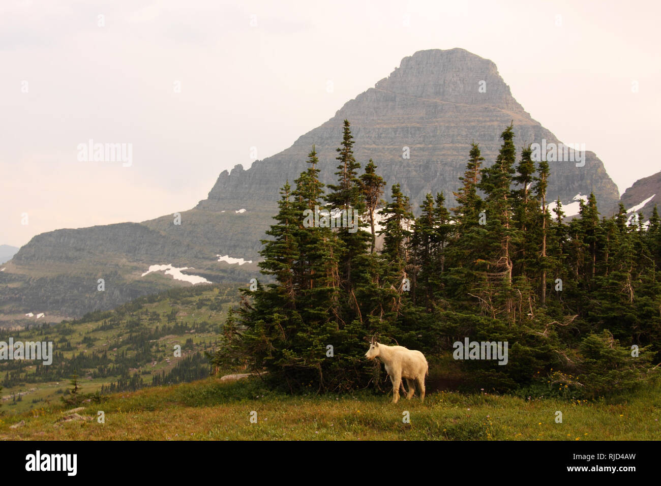 Eine Bergziege, die aus einem Gestrüpp von Bäumen unterhalb einer drohenden Berge mit Gletschern. Stockfoto