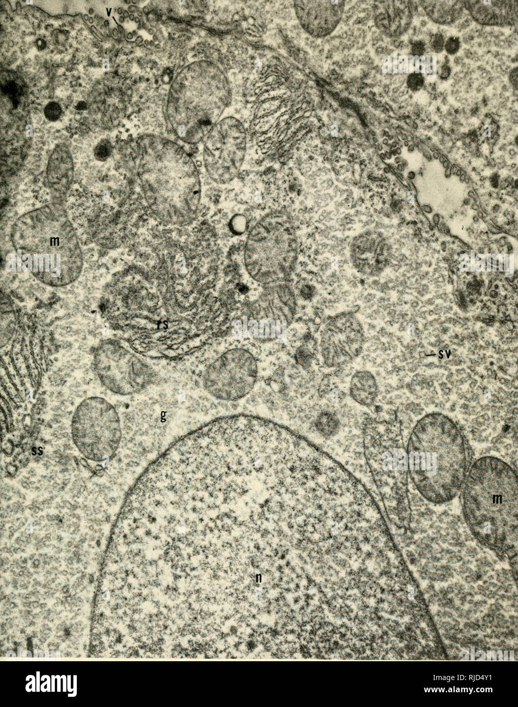 . Die Vererbung ist. Zytogenetik. Platte I. Teil einer Leberzelle (Ratte) Übersicht der Kern (n), Mitochondrien (m), raue Mem aufgetaucht-Branen (rs) des endoplasmatischen Retikulum mit Ribosomen, glatte Oberfläche Membranen (SS), und kleine Vesikel (Sv). Es ist ein schweres Glykogen Kaution (g) in die zytoplasmatische Matrix. Die freie Oberfläche der Zelle zeigt zahlreiche Mikrovilli (v). 14.000 X-(mit freundlicher Genehmigung von G.E. Palade.). Bitte beachten Sie, dass diese Bilder aus gescannten Seite Bilder, die digital haben für die Lesbarkeit verbessert - Färbung und Aussehen dieser Abbildungen können nicht Perfekt extrahiert werden Stockfoto