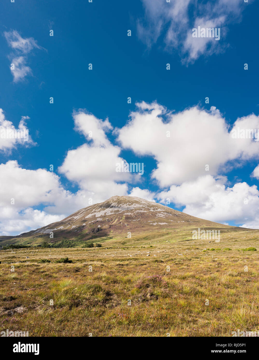 Blick auf Mount Errigal, eine von Irlands berühmtesten Berge, von bogland außerhalb Dunlewy, County Donegal, Irland Stockfoto