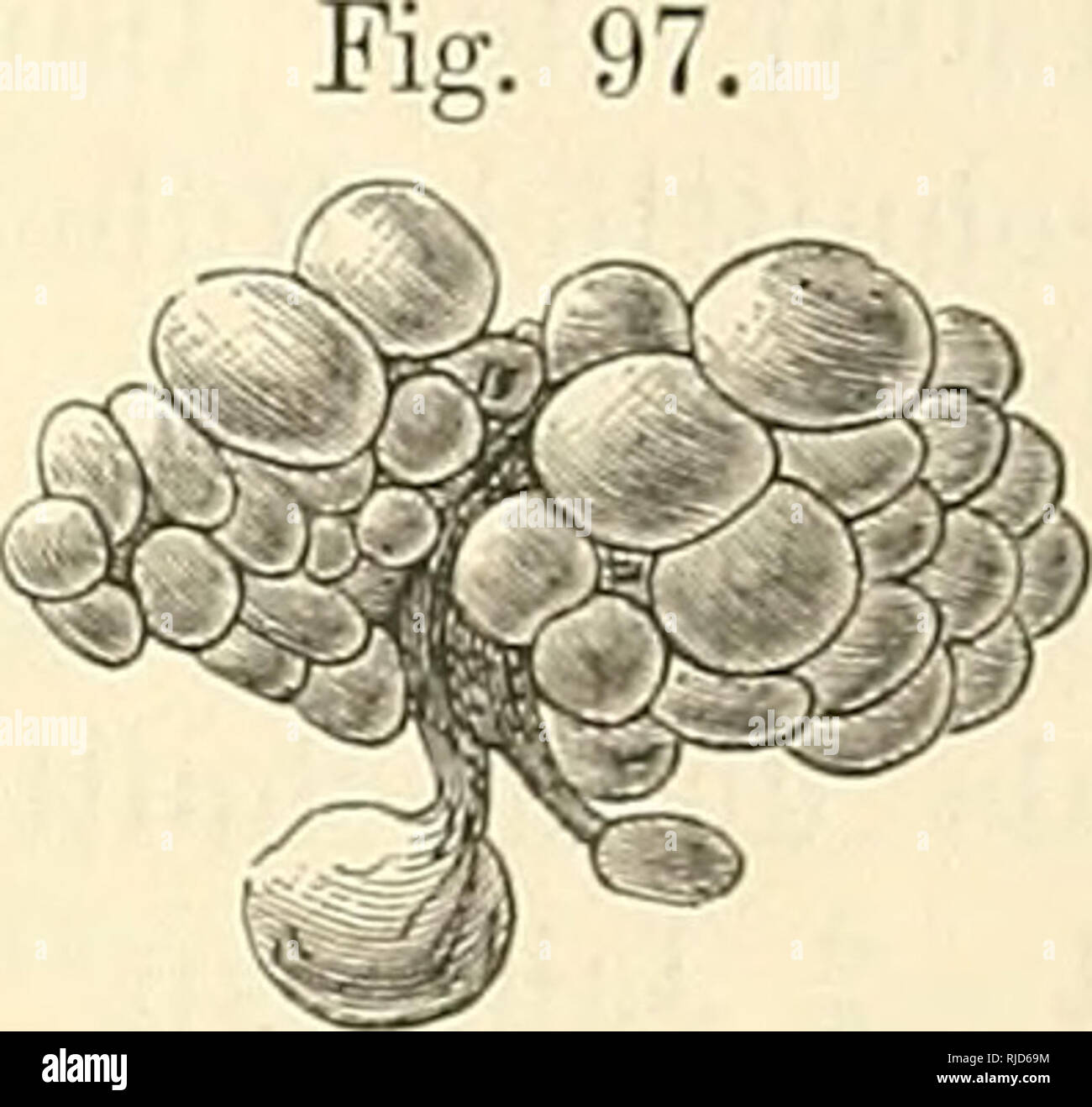 befriedigen sich asexuelle menschen selbst Cestoden. Bandwürmer. Entwickelung des Echinococcus Multilocularis. 1555  Aufbau erklären sollen, giebt es freilich genug. Dm Bestellen scheint  mehrere Infektion bzw. massenhafte Ansiedelung von Oncosphären, dm Berlin  ein abnormer Sitz einer Oncosphaera