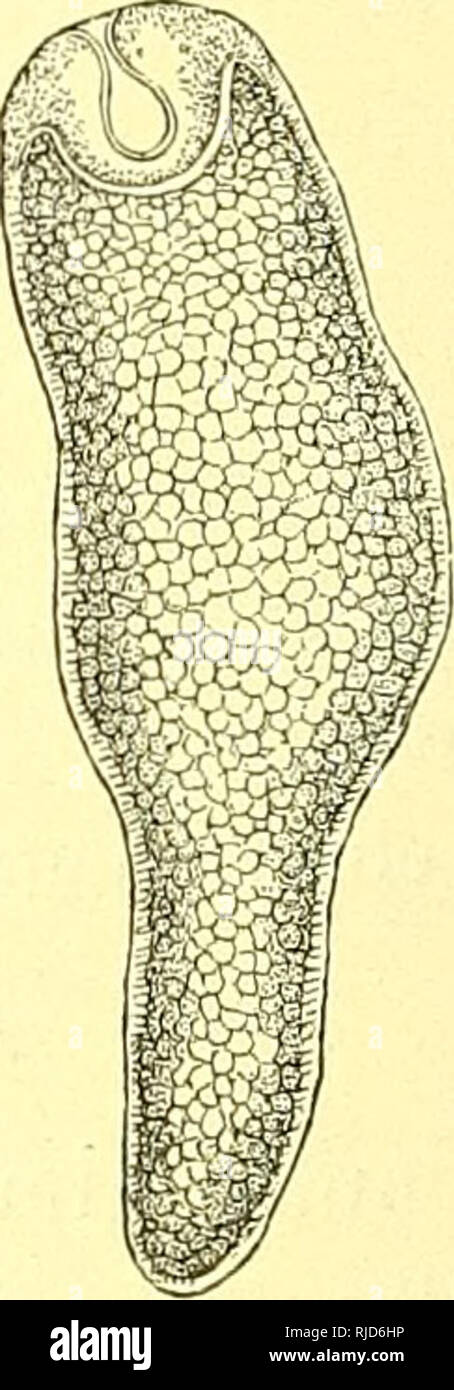 . Cestoden. Bandwürmer. Abb. 74. Junge Finnen der Taenia saginata G