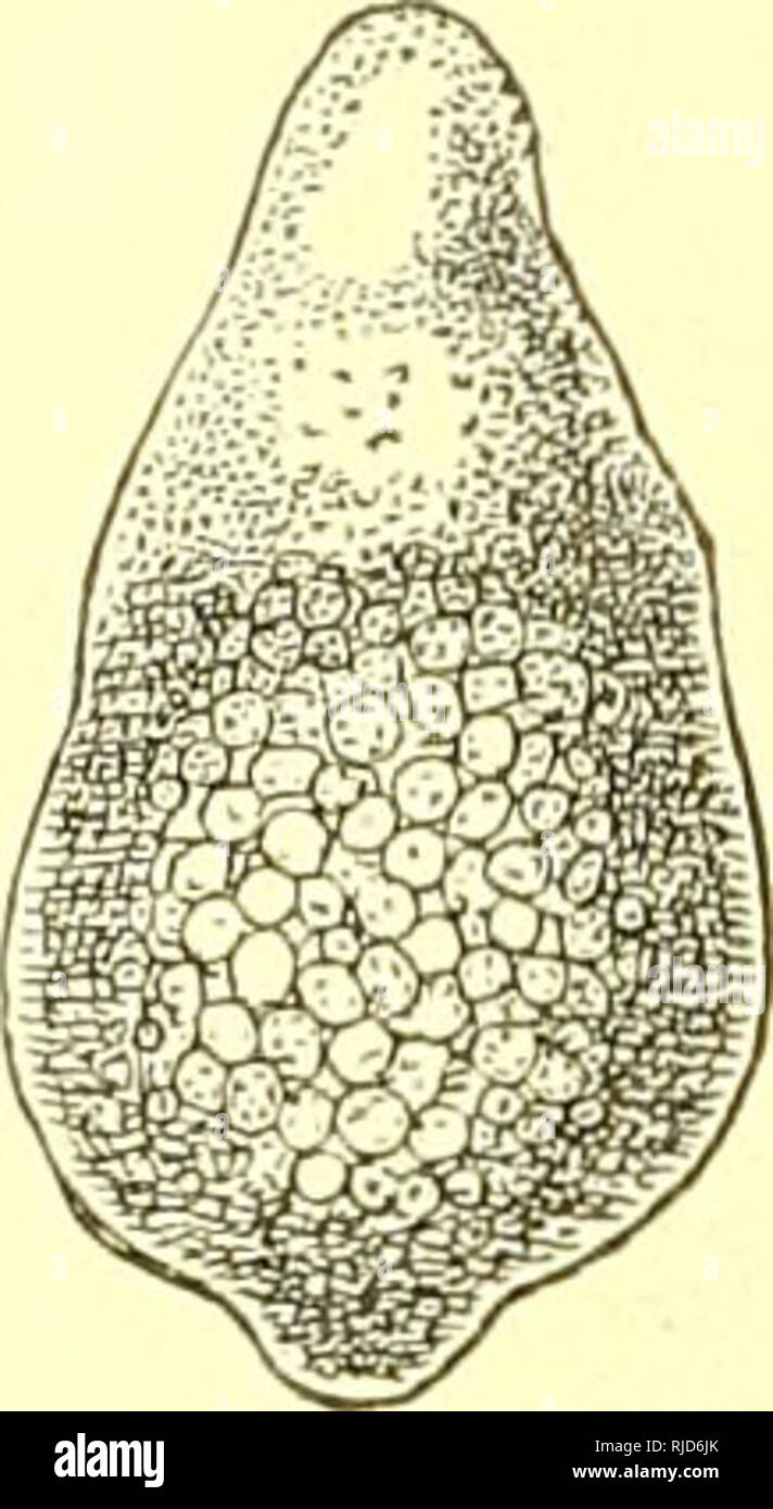 . Cestoden. Bandwürmer. 1512 Platlielmintlies: II. Cestoden. 0,610 mm Breite dar; seine Zauberstab hatte eine Dicke von nur 0,007 mm, 0,161 mm Kopfzapfenlage dagegen Krieg dielt sterben (LIX, 6). Unter gleichzeitiger Verdickung der Anlage, sterben dann hügelförmig in den Hohlraum der Blase vorspringt, entstellt in ihrem Centrum eine grubenförmige Einsenkung, sterben, 5/6 der Zapfen selbst wächst, mehr und mehr eine Tiefe zunimmt und in ihrer Zusatzger&aumlte Lehrwerk sich Flaschen-artig ausweitet (Abb. 74 und 75). Die Kutikula des Blasenkörpers setzt sich durch die äussere Oeffnung dieses wie eine Einstülpung erscheinen - Stockfoto