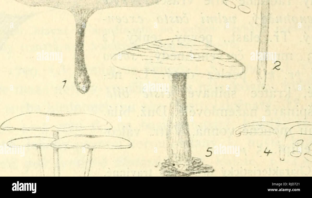 . Cesk houby. Pilze -- Tschechische Republik. niizi. Jest po celÃ½ch CechÃ¡ch hojnÃ¡, aÄ nikoliv obecnÃ¡. ZbarvenÃ-m; ich Zöllner¡pachem lehce poznatelnÃ¡. "Ã½ZnaÄnÃ¡pro PolabskÃ © bory. ** Klobouk Å¾emlovÃ½ aÅ¾ hÃ©lavÃ½. CI. infundibuliformls Schaeff. 1770. (A. gibbus Pers.) 5. nÃ¡Lev-kovitÃ¡. Ki. 3 - 8 cm, uprostÅed dosti Mas., k okr. ztenÄenÃ½, hluboce nÃ¡lcvkov., na dnÄ vÅ¡ak s malÃ½m lirbolkem, okrovÃ½, svÃ © tlc pobledlÃ½ aÅ¾ Å¾emlovÃ½, ich, na okr. v mlÃ¡Dekor - Ãºtle ohrnutÃ½ a oddÃ¡lenÄ Å¾ebernatÃ½, poslÃ © z ostrÃ½ eine tenkÃ½, bladkÃ½. lesklÃ½. Třebíč. sotva zdÃ © ll Pr. kl. 4 - 8 mm^jr-m^t-'/i.-*.'.-. v Ich "St^- Stockfoto