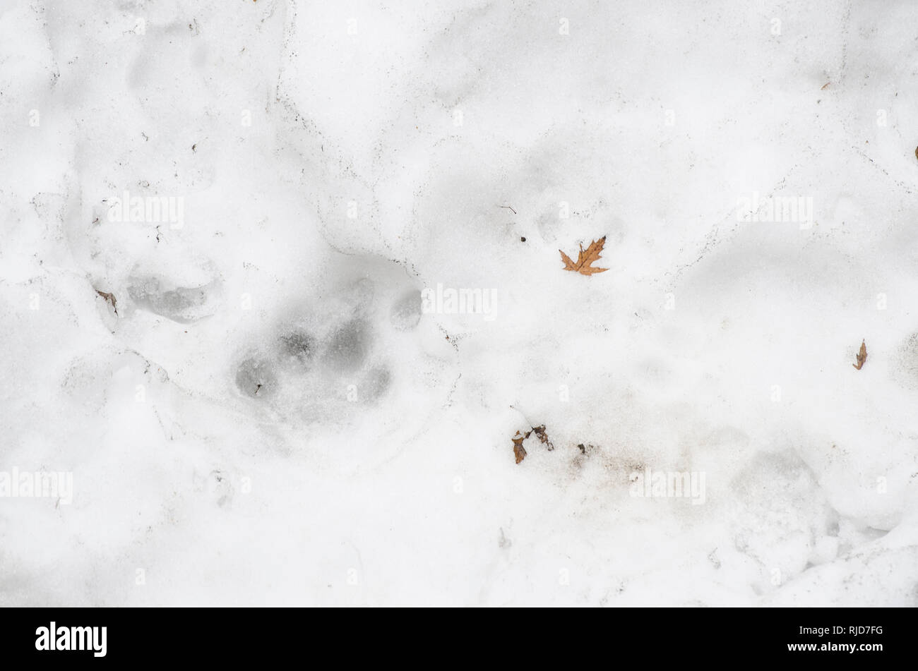 Spuren von Tiger auf dem weißen Schnee im Winter Stockfoto