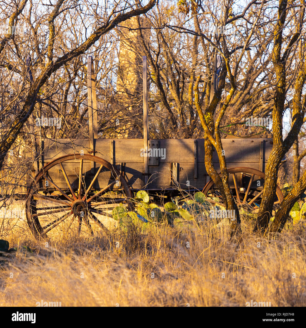 Abgebrochene Warenkorb im Texas winter Stockfoto