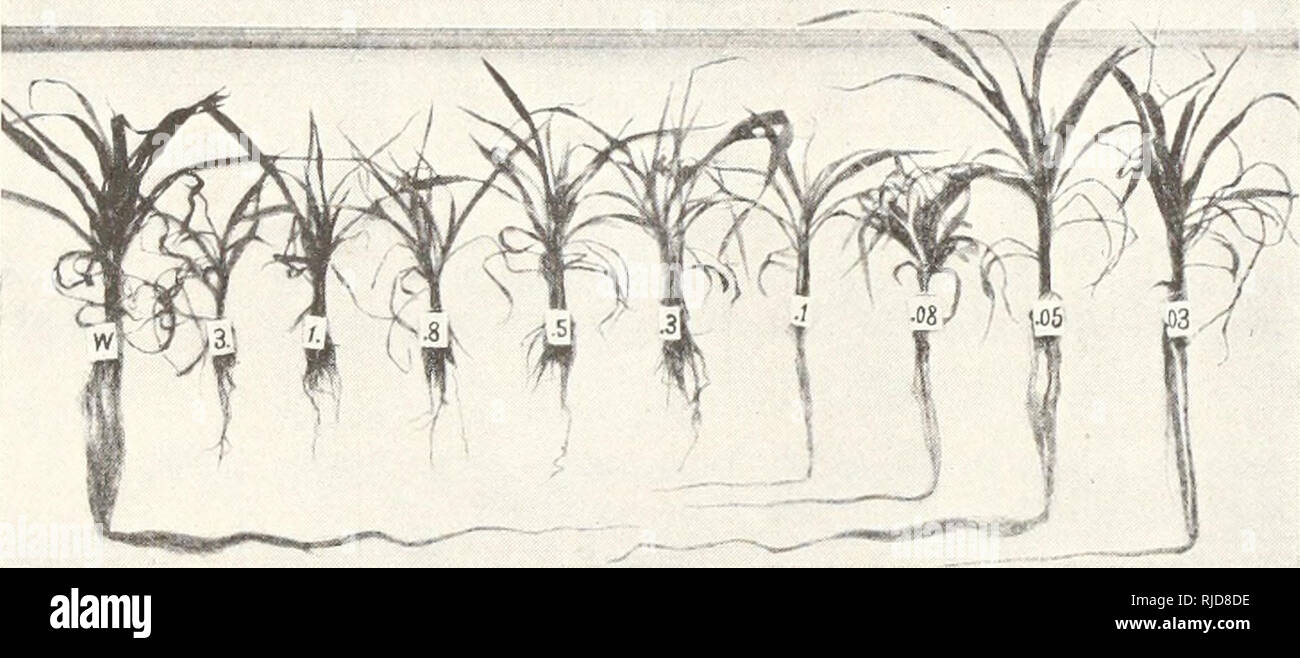 . Bestimmte Effekte unter Bewässerung von Kupferverbindungen bei Kulturpflanzen. Pflanzen; Kupfer Lösungen, physiologische Wirkung. 1917] Forbes: Bewässerung Auswirkungen von Kupfer Verbindungen auf Kulturpflanzen 417 root-Systeme. Die Säure-Wäsche und Böden - korrektur Methoden stark minimale Ergebnisse. Die CO2-Wäsche in der Mehrzahl der Analysen verwendet ist mühsam aber mehr als zufriedenstellend. Wasser Kulturen (1907) Kulturen Mais, Bohnen und Squash wurden an der Universität von Arizona gut - Wasser mit 250 p.p.m. an löslichen Feststoffen gewachsen. Prom 0,03 bis 3,0 Teile von Kupfer als Ausgefällten Calciumcarbonat dis-in Kohlendioxid gelöst Stockfoto
