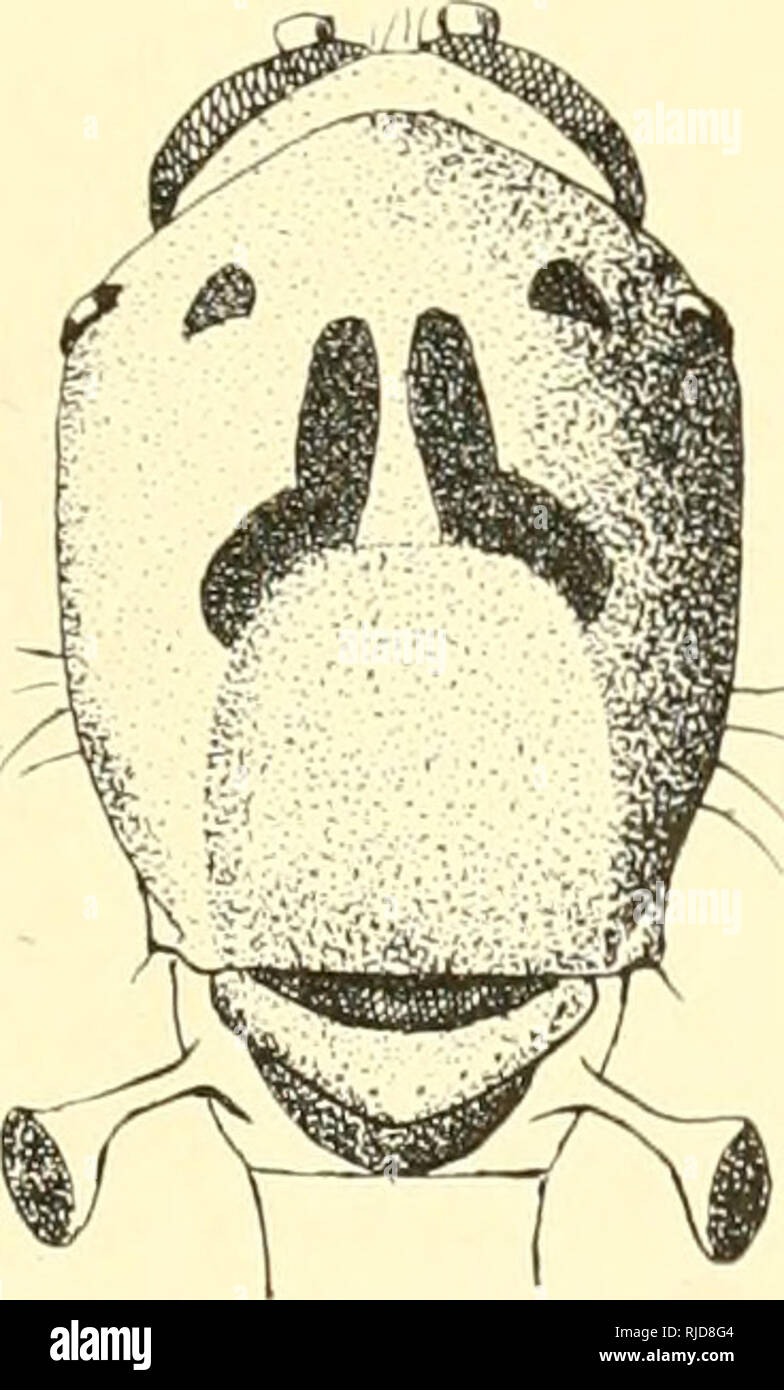 . Ceratopogoninae de Belgique. Diptera: ceratopogonidae. CKKATOPOGONINAE DE BELGIOUE. 93 13. Â S. semiermis Goetghebuer GoETGHEBUER, Ail II dc-Biol. lacustrc, t. VII (1914). Q. in der Taille; 4.5 imn. 'FÃªte et Thorax d'un gris clair, mÃ©sonotum prÃ©sentant des Haken noires ifig. 106); balanciers jaunÃ¢tres Ã extrÃ©mitÃ © noire; abdomen jaunÃ¢tre, ventre blanchÃ¢tre; pattes Jaunes, genoux et extrÃ©mitÃ © des unterschenkelknochen Noirs; fÃ© murs intermÃ©diaires avec un Große anneau noir Avant l'extrÃ©mitÃ©, leurs Unterschenkelknochen avec un anneau à la base et l'extrÃ©mitÃ © Noirs; fÃ© Murs rieurs Ã extrÃ postÃ © © © largement mitÃ Stockfoto