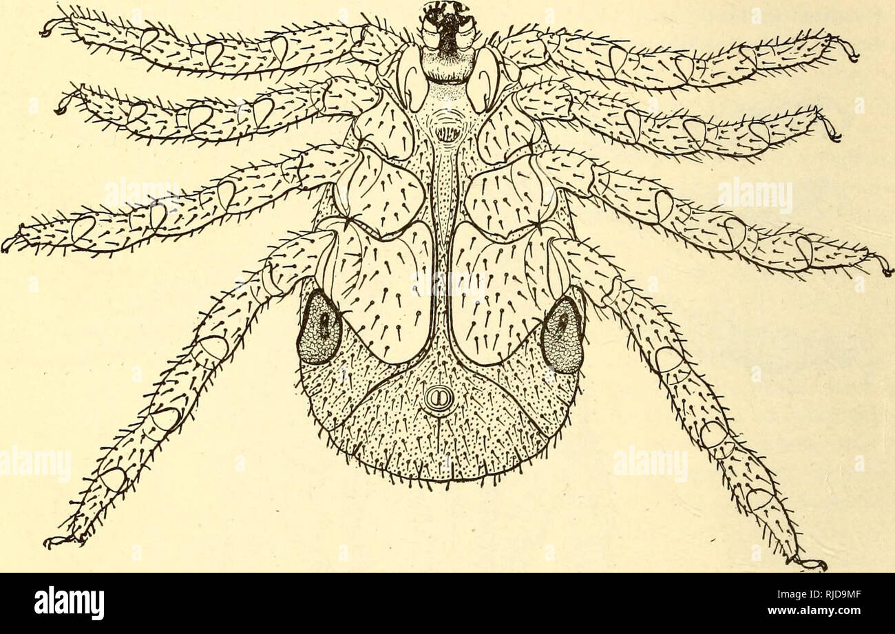 . Vieh Zecken (Ixodoidea) der Vereinigten Staaten. Ixodidae; Zecken. 452 BÜRO DER TIERISCHEN INDUSTRIE. Diese Sorte ist vorbehaltlich der große Variation in Erscheinung, eine Tatsache, die in verschiedenen Mustern, als verschiedene Arten beschrieben geführt hat. Es von keinem Menschen, Rindern, Pferden, Hirschen, Rehen gesammelt wurden, wird sie 'ep, Damwild, und Nashörner, und hat eine sehr große geografische Vertriebsmöglichkeiten. Es ist in diesem Land für Kalifornien, Texas und New Mexico und auch aus verschiedenen Ländern in Europa und Asien. Die Beschreibung oben angegeben wird, mit leichten Modifikationen, eine direkte Trans Stockfoto