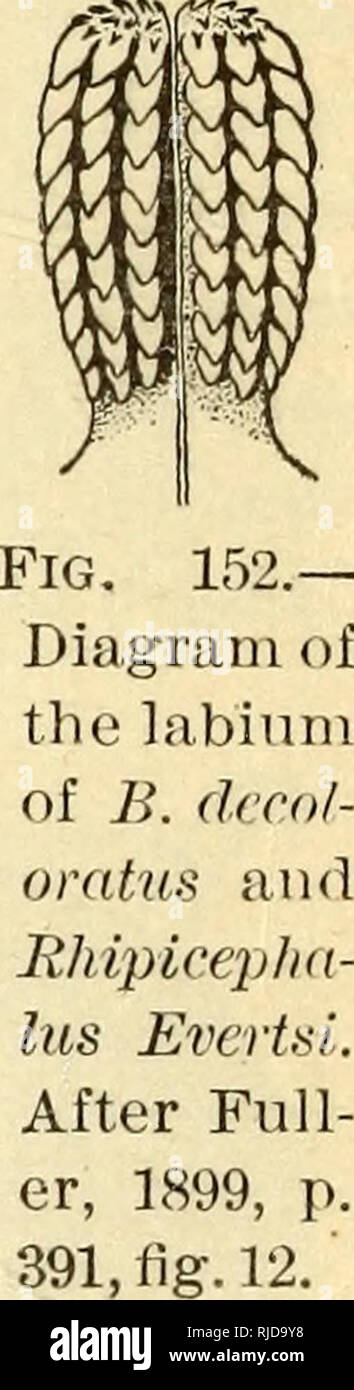 . Vieh Zecken (Ixodoidea) der Vereinigten Staaten. Ixodidae; Zecken. im Jahr 1870 von einem Stachelschwein {Erithizon epixantJms) in Idaho, und das war es auch in Wyoming, die im Jahr 1873 von einem Kaninchen {Lepus Bairdii). Wenn die Bestimmung korrekt war, müssen diese Zecken Norden durch den südlichen Rinder durchgeführt wurden, für B. amvulatus normalerweise nicht auftreten, so weit im Norden. Murray (1877, S. 193, 191) sagt, dass ein Exemplar, das in den Hals einer Miner in Utah übernommen wurde, und er denkt, dass die Zecke auf der Elch von Kapitän Campbell Hardy (Wald leben in Acadie, 1869) Mit dieser Form identisch ist. Es erscheint wahrscheinlicher, h Stockfoto