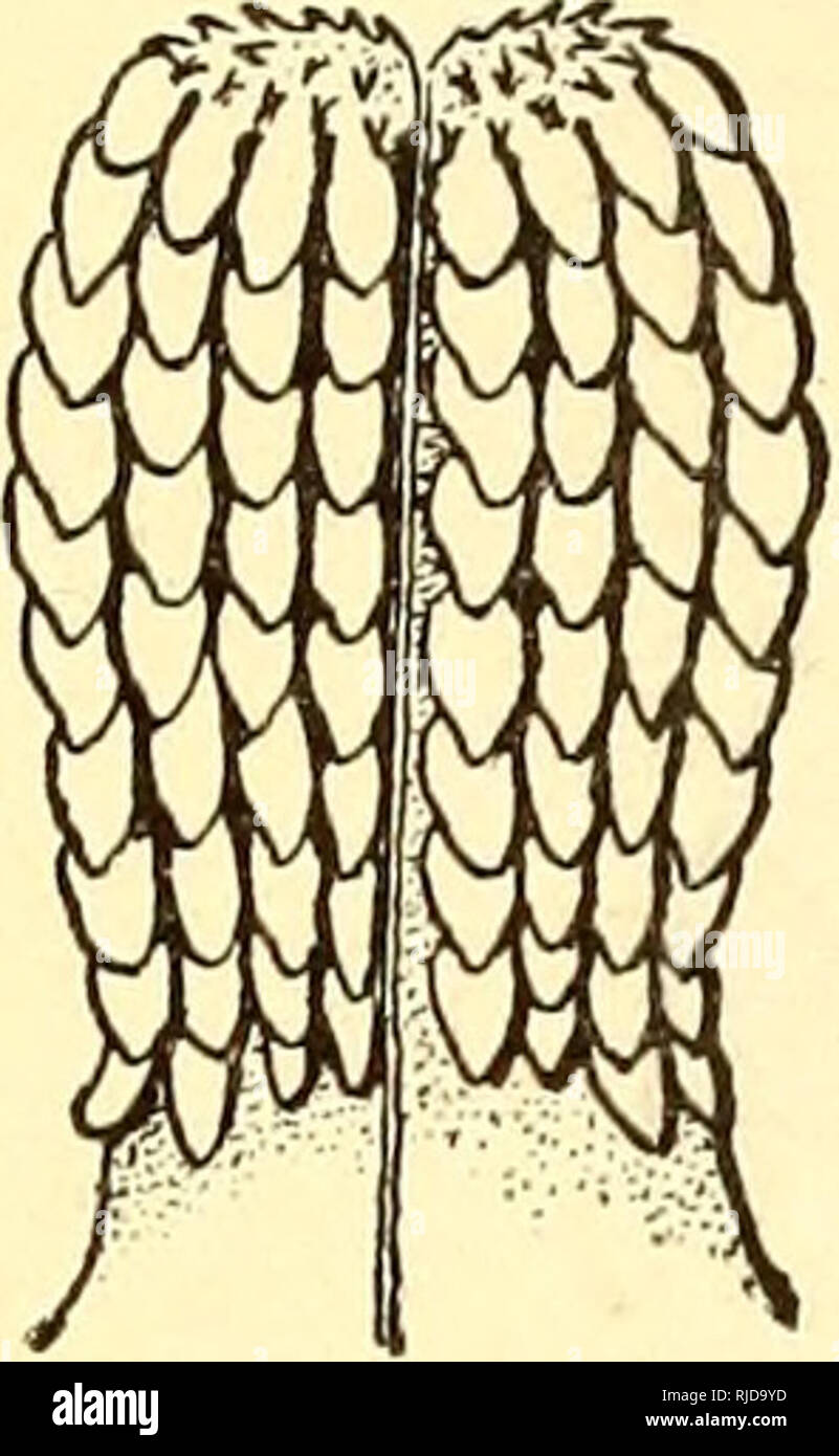 . Vieh Zecken (Ixodoidea) der Vereinigten Staaten. Ixodidae; Zecken. 426 BÜRO DER TIER.. im Jahr 1870 von einem Stachelschwein {Erithizon epixantJms) in Idaho, und das war es auch in Wyoming 1873 genommen von einem Kaninchen {Lepus Bairdii). Wenn die Bestimmung korrekt war, müssen diese Zecken Norden durch den südlichen Rinder durchgeführt wurden, für B. amvulatus normalerweise nicht auftreten, so weit im Norden. Murray (1877, S. 193, 191) sagt, dass ein Exemplar, das in den Hals einer Miner in Utah übernommen wurde, und er denkt, dass die Zecke auf der Elch von Kapitän Campbell Hardy (Wald leben in Acadie, 1869) mit dieser identisch ist. Stockfoto