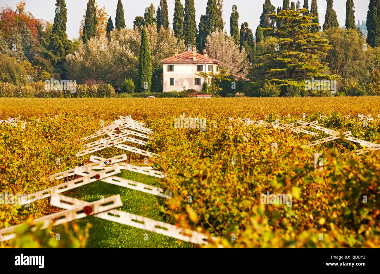Blick über den Weinberg im Herbst, San Pietro in Mogliano Veneto, Italien Stockfoto