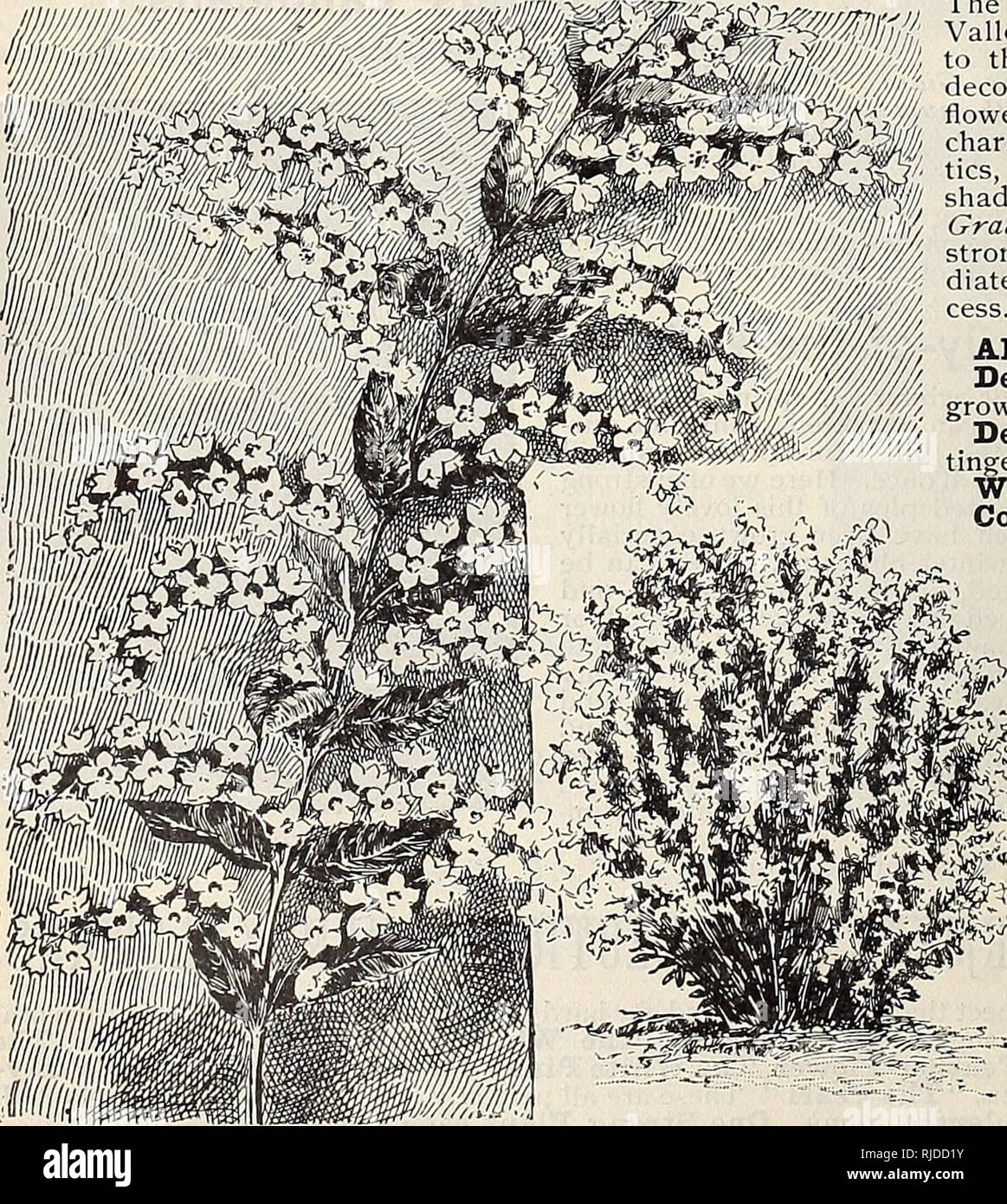 Blumen Chaapel Von Pflanzen Und Samen Baumschulen Gartenbau
