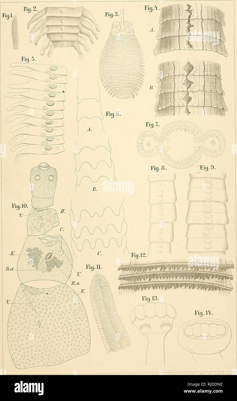 . Cestoden. Bandwürmer. Vermes. E. Platlielmiiithes. Cestoden. Taf. XLV [.. lithJVnst. Julius IQmkhaTdt, Leipzig.. Bitte beachten Sie, dass diese Bilder sind von der gescannten Seite Bilder, die digital für die Lesbarkeit verbessert haben mögen - Färbung und Aussehen dieser Abbildungen können nicht perfekt dem Original ähneln. extrahiert. Braun, Maximilian Gustav Christian Carl, 1850-1930. Leipzig: C.F. Winter Stockfoto