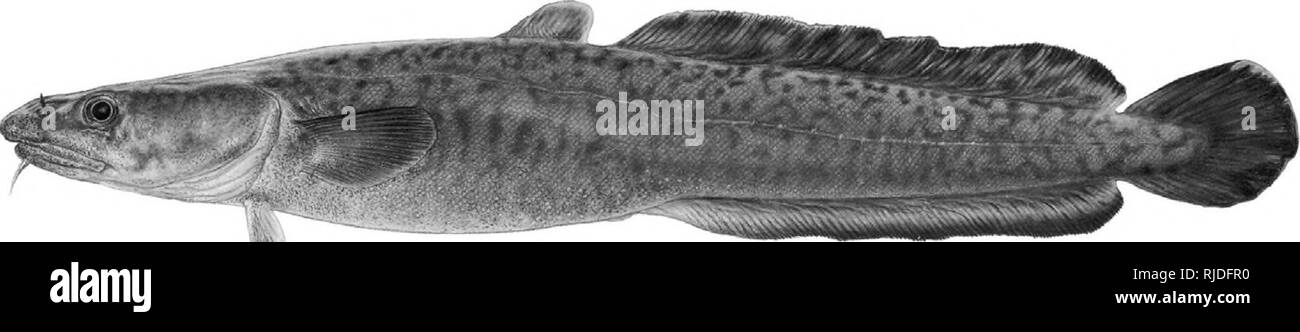 . Die Notwendigkeit für Stream bewachsenen Puffer [elektronische Ressource]: Was sagt die Wissenschaft? . Pufferzonen (ecosystem management); Wasserqualität; Lebensraum (Ökologie); Stream Ökologie; Riparian Ökologie. Wissenschaftliche Empfehlungen über die Größe der Stream bewachsenen Puffer zu schützen Fisli und aquatischen Lebensraum eine Definition der ufernahen Bereiche Dieser Begriff bedeutet "die, die auf der oder auf "die Bank von einem Bach oder See. Riparian Bereiche entlang der Küsten der Bäche, Flüsse, Seen und Stauseen. Einige sind schmale Bänder entlang Moun-tain Streams, andere Strecken thousa Stockfoto