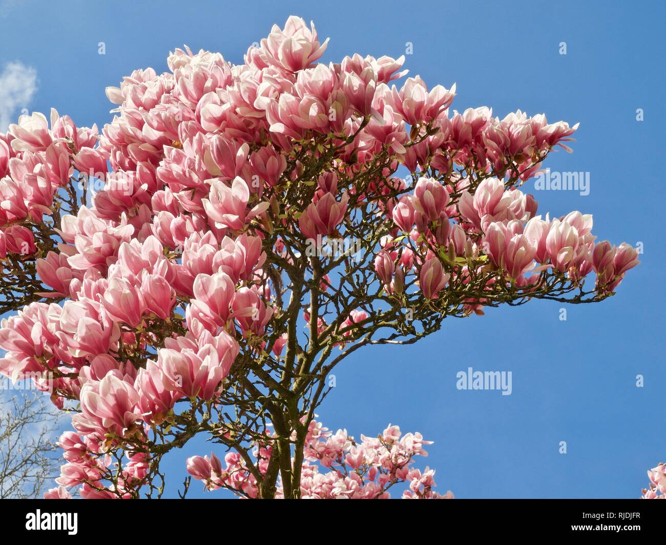 Große Magnolie blüht voller rosa magnolia Blüten Stockfoto