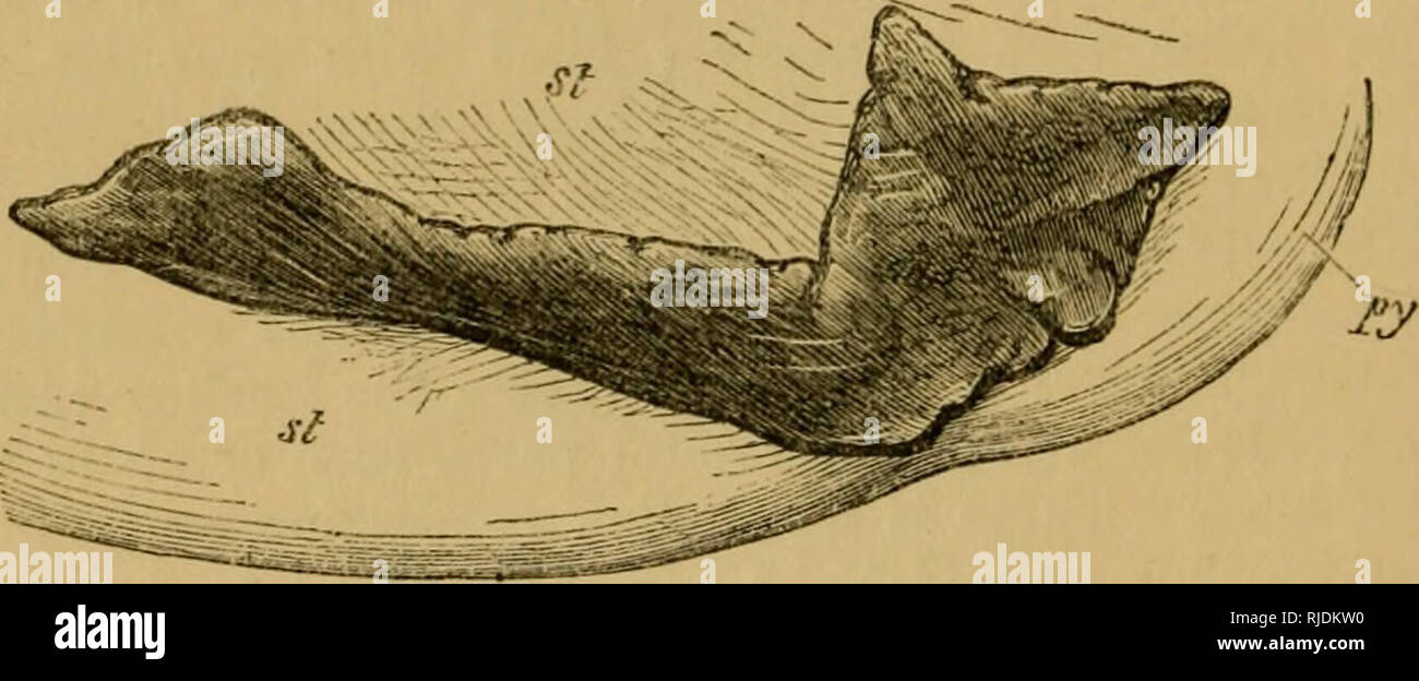 Die Katze; eine Einführung in das Studium der backboned Tiere, vor allem  Säugetiere. Katzen; Anatomie, Vergleichende. 238 DIE KATZE. [Kap. vm.  otlicr innersekretorischen Drüsen arc Die verschiedenen Lymphknoten bereits  - der