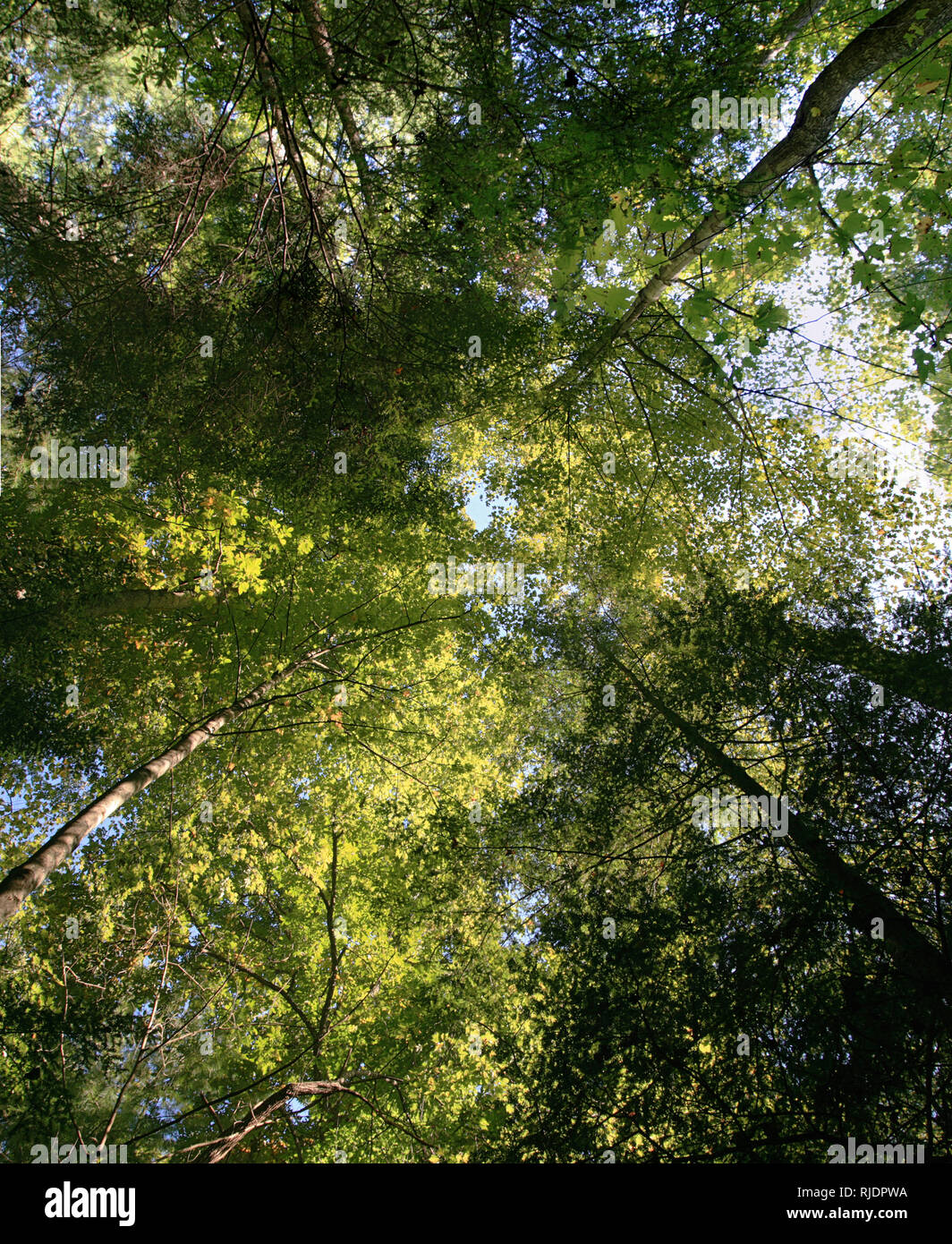 Suchen unter dem Vordach in einer gemischten Laubwald in Kentucky Stockfoto Suchen unter dem Vordach in einer gemischten Laubwald in Kentucky Stockfoto